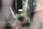 Eastern hoolock gibbon