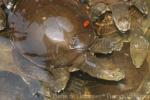 Burmese flapshell turtle