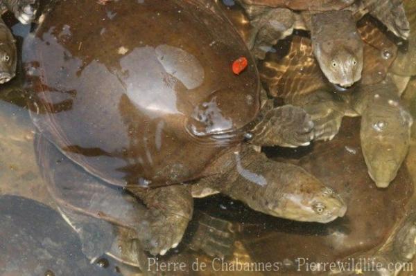 Burmese flapshell turtle