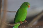 Vernal hanging-parrot