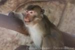 Crab-eating macaque