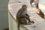 Rhesus macaque