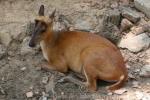 Northern red muntjac