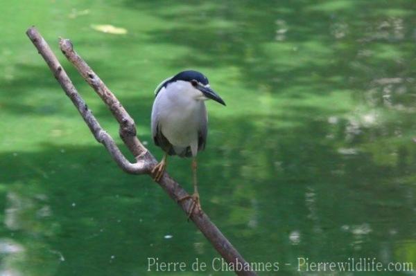 Black-crowned night-heron