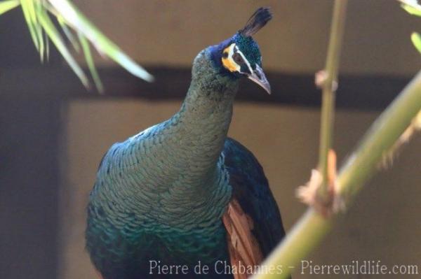 Green peafowl