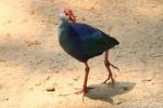 Grey-headed swamphen