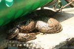 Burmese python