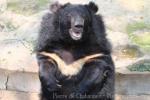 Asian black bear