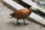 Ruddy shelduck