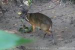 Lesser mousedeer