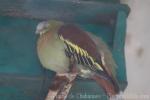 Ashy-headed green-pigeon