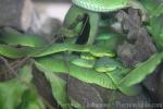 Red-tailed bamboo pitviper