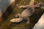 Bengal monitor