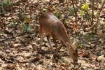 Indian hog deer