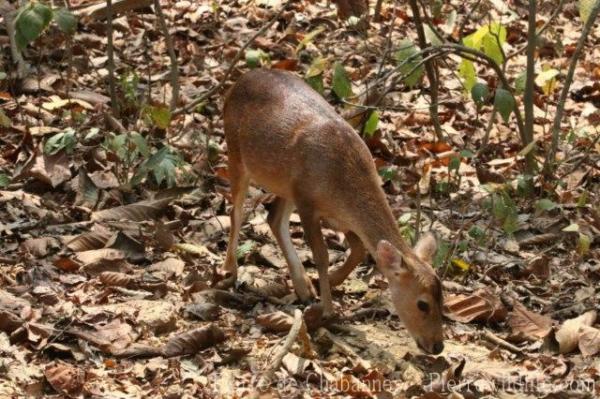 Indian hog deer