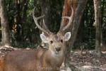 Indian hog deer