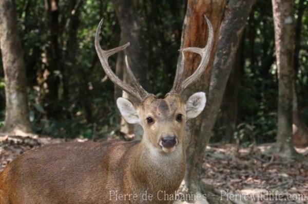 Indian hog deer