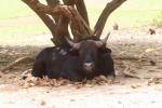 South-East Asian gaur