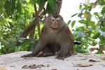 Northern pig-tailed macaque