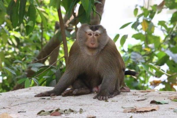 Northern pig-tailed macaque