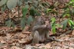 Rhesus macaque