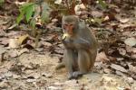 Rhesus macaque