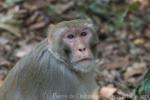 Rhesus macaque