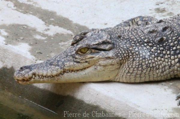 Saltwater crocodile