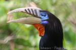 Rufous-necked hornbill