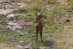 Indian hog deer