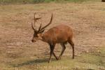 Indian hog deer