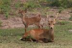 Indian hog deer