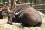 South-East Asian gaur