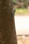 Indo-Chinese forest lizard