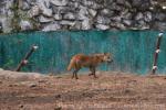 Burmese dhole