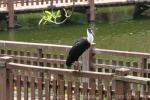 Woolly-necked stork