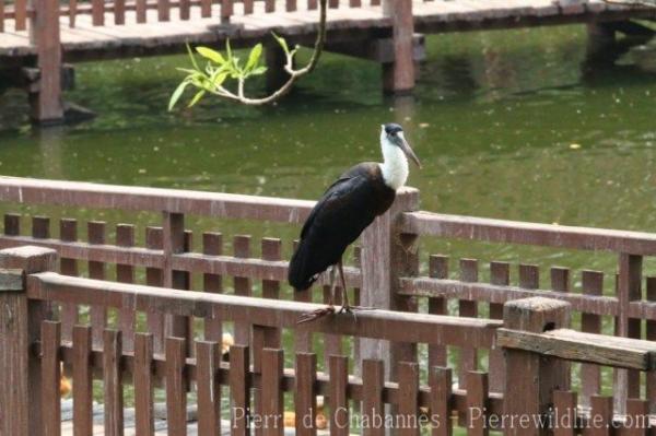 Woolly-necked stork