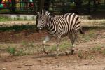 Chapman's zebra