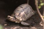 Burmese star tortoise