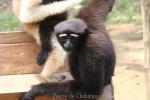 Skywalker hoolock gibbon