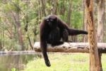 Skywalker hoolock gibbon