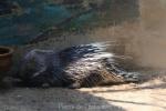 Malayan porcupine