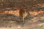 Northern red muntjac