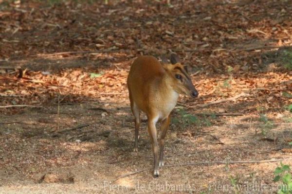Northern red muntjac