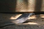 Mandalay spitting cobra