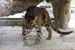 Clouded leopard