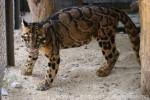 Clouded leopard