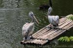 Spot-billed pelican