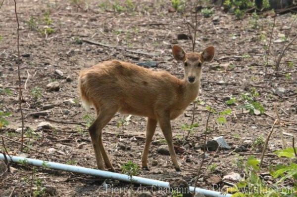 Burmese brow-antlered deer