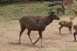 Indochinese sambar deer